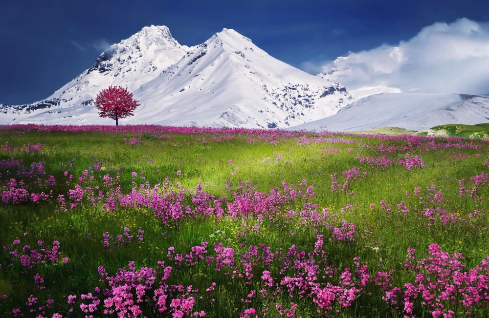 mountain flowers